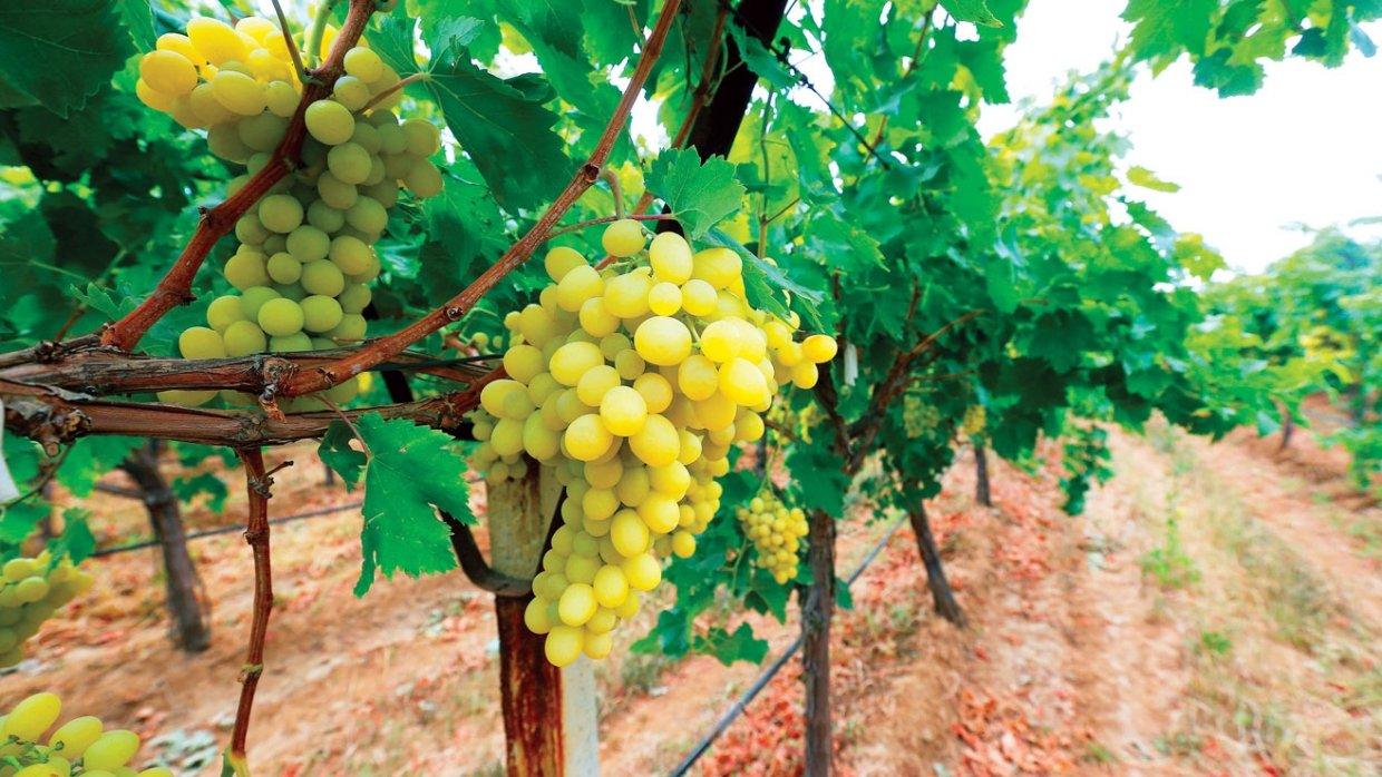 Manisa Alaşehir’de yapılması planlanan 6 JES ve 91 kuyu için verilen iptal kararı Danıştay tarafından bozuldu